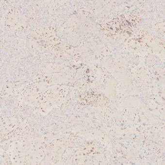 Ziro Kork Plus Korkboden Art. 020780414 Salsa perlweiß Hartwachs-Öl furniert 12 mm